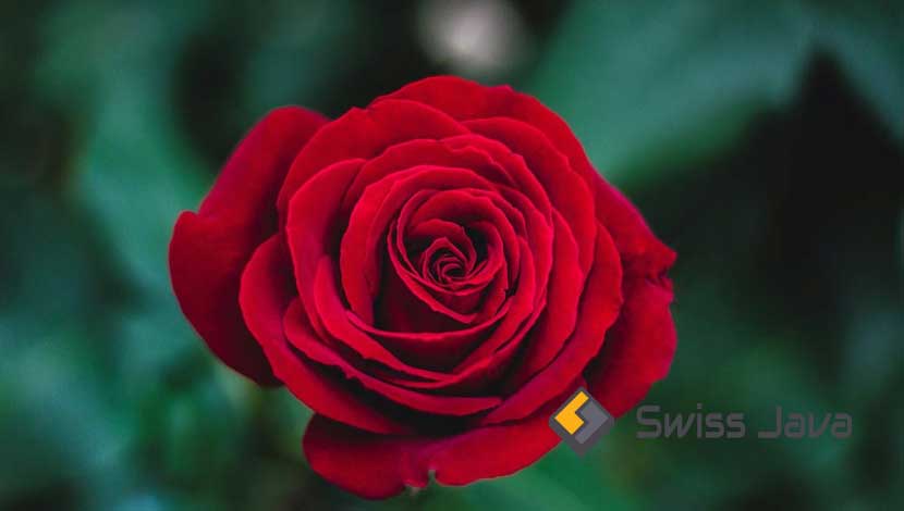 Gambar Bunga Mawar Warna-Warni Lengkap