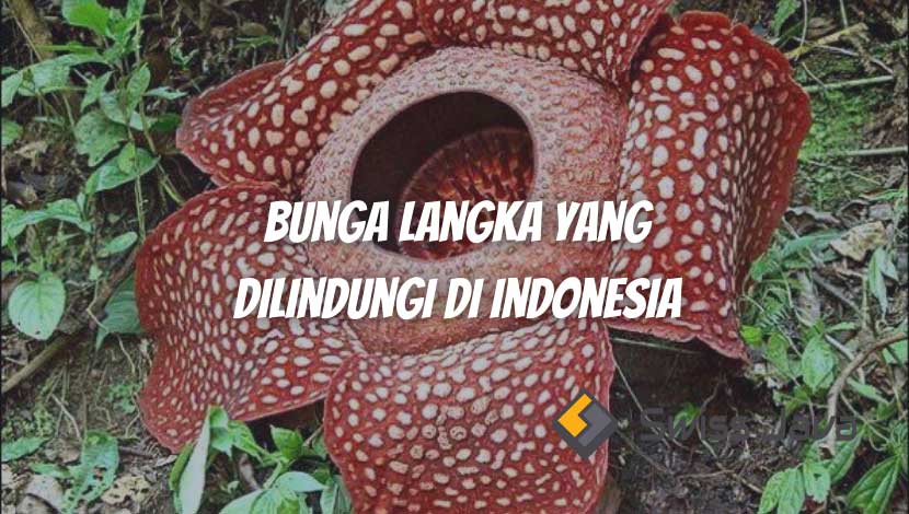 Bunga Langka yang Dilindungi di Indonesia